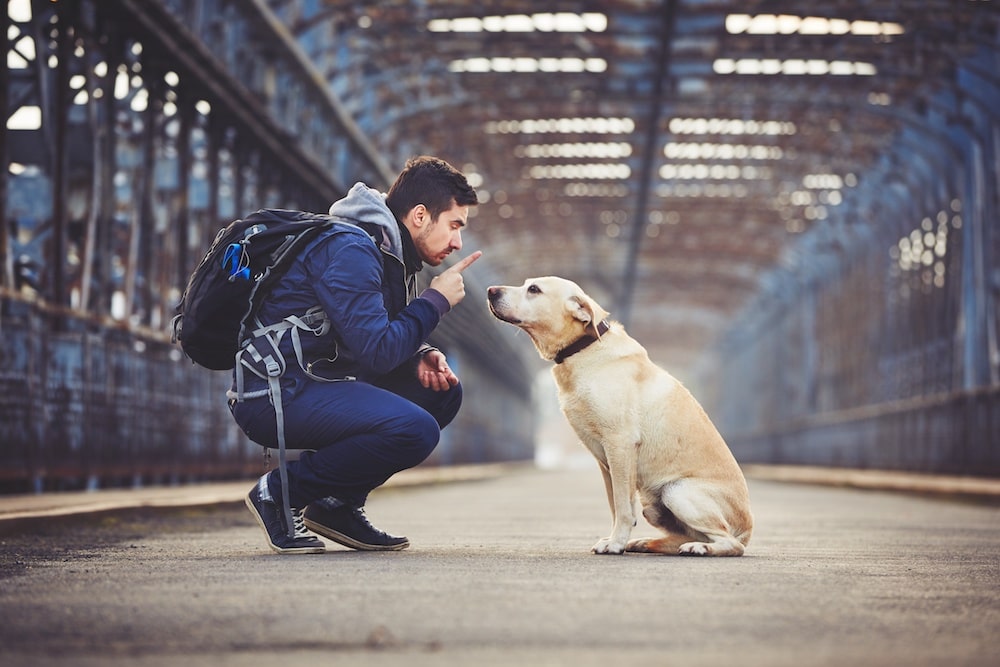 Chien qui n’obéit pas