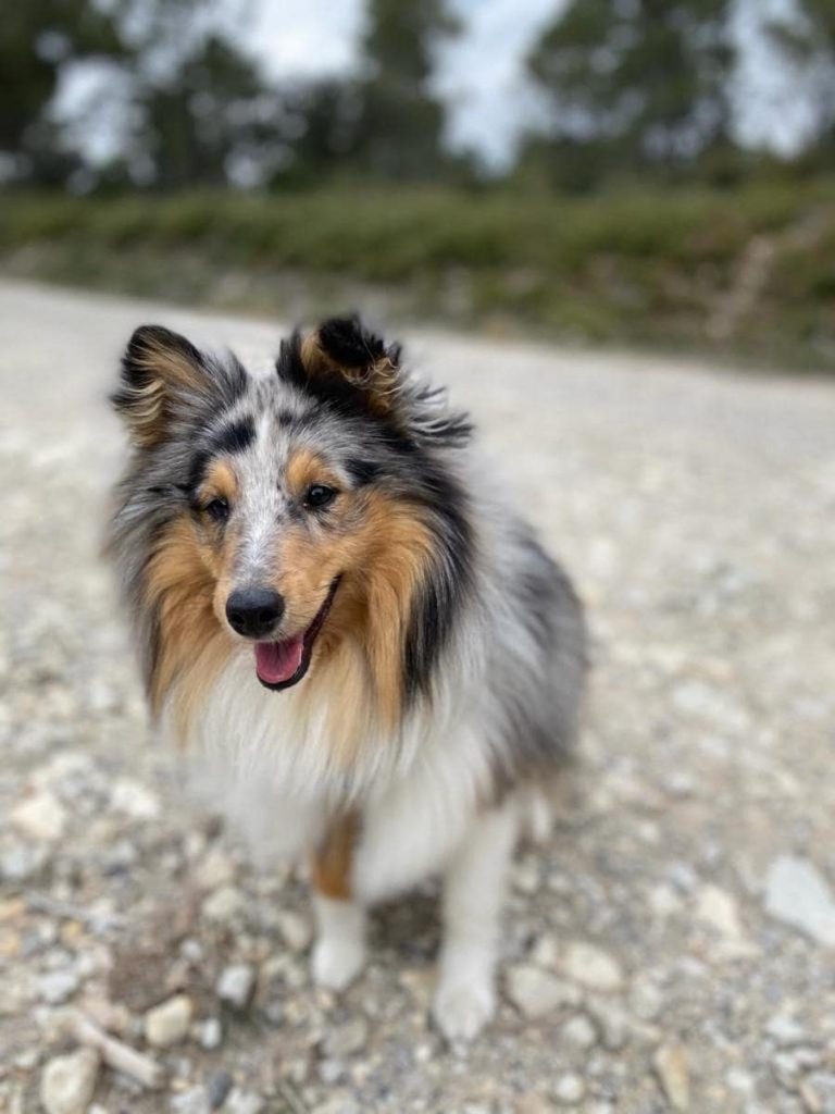 Education-canine-1