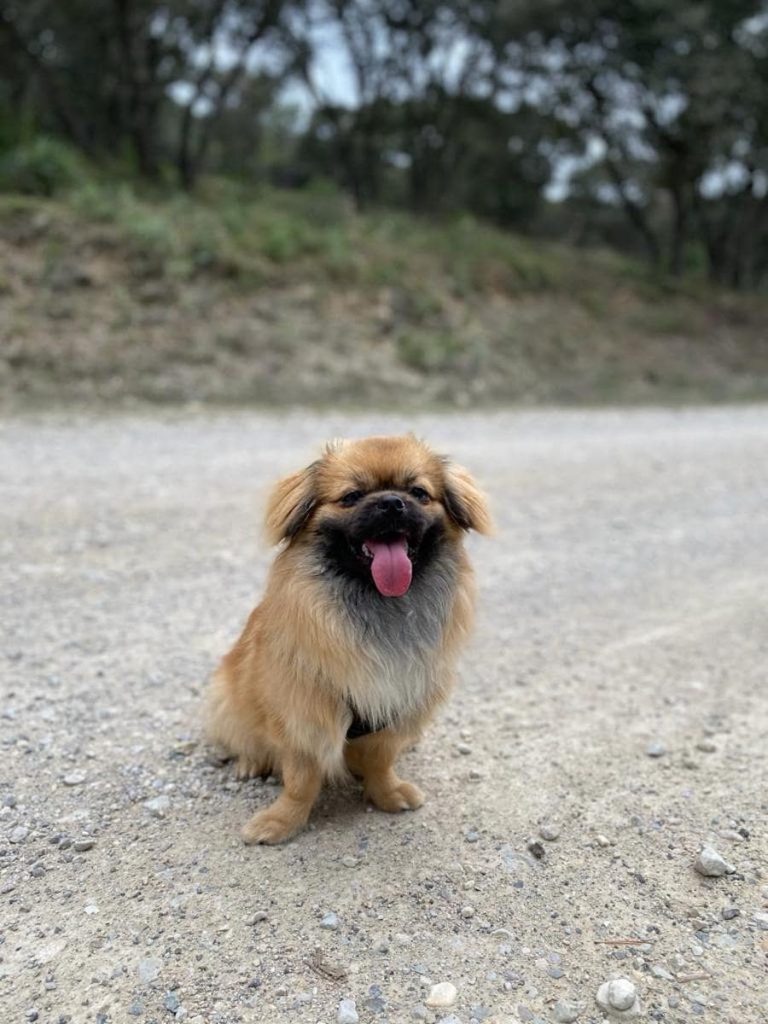 Education-canine-2