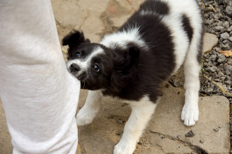 Bien éduquer chiot