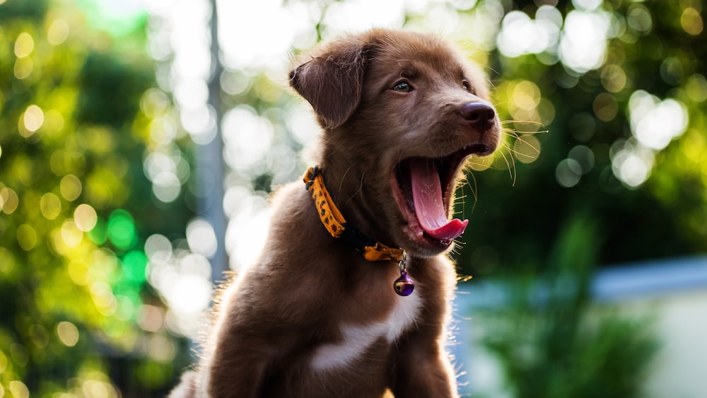 Chien baille