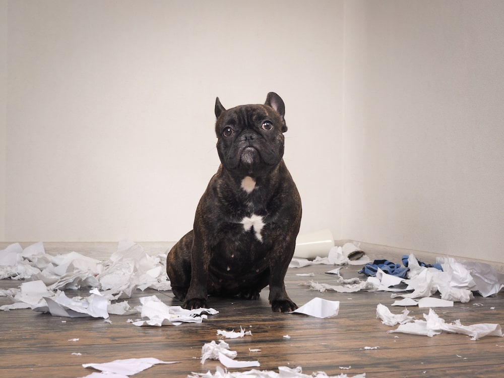 chien detruit tout