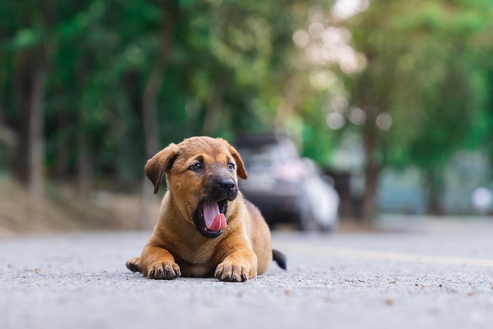 Chien qui baille
