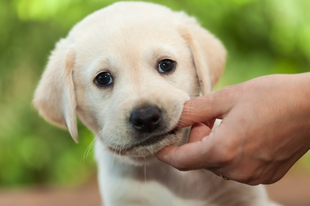 Chiot mordille