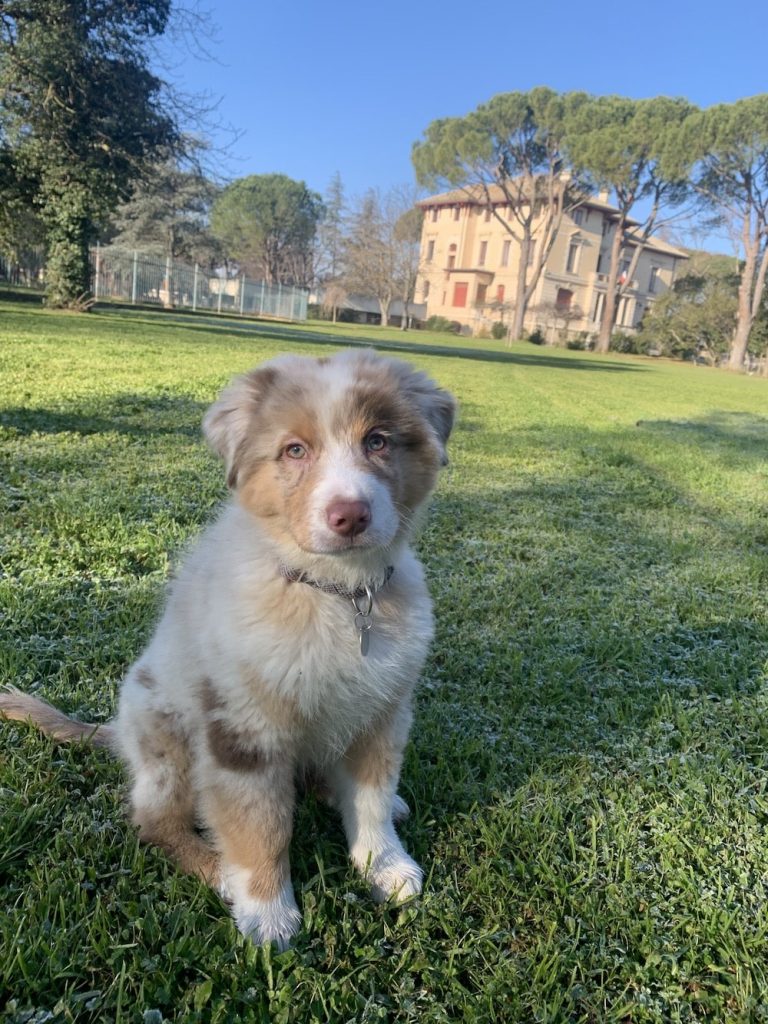 Ballade canine