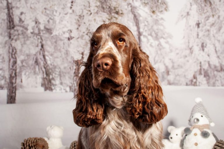 cocker rayna