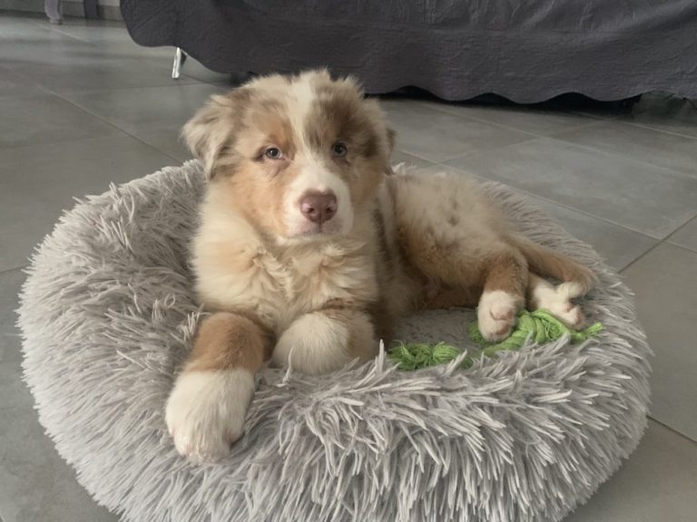 garde chien domicile