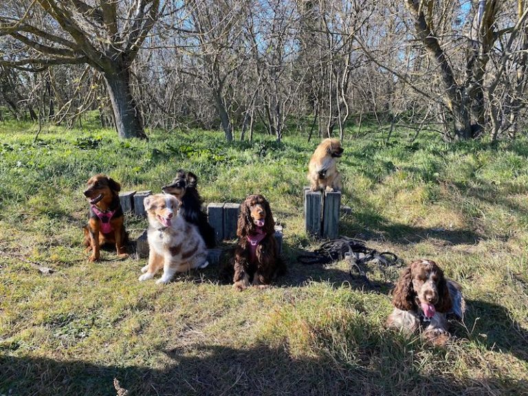 balade-chien-groupe