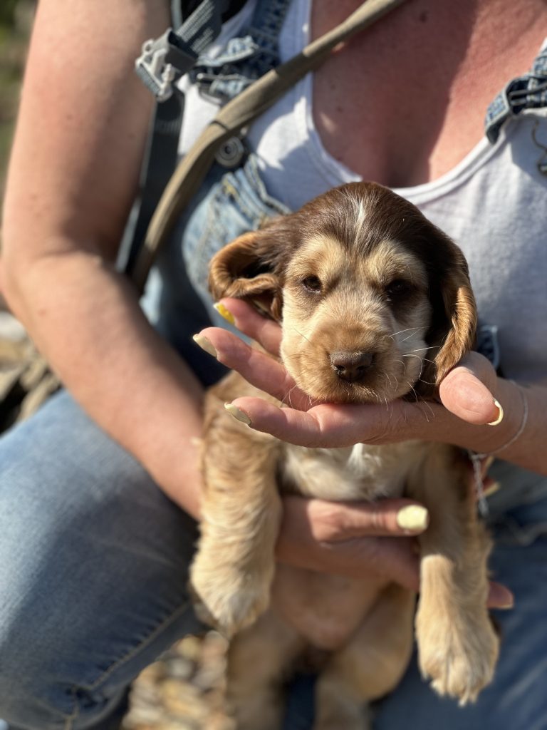 Ulina